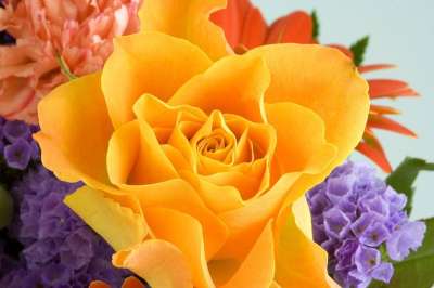 玫瑰 花瓣 黄色 花 关 细节 美丽的 花束 颜色 橙花