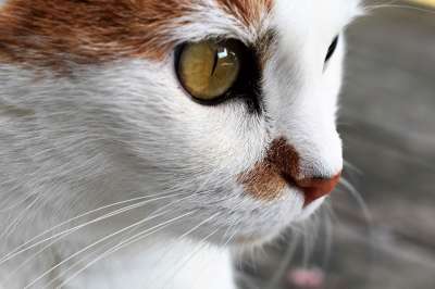 猫 动物 关闭 家畜 猫眼 家猫 肖像 白色的