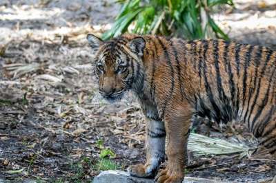 老虎 猫科动物 幼兽 年轻 婴儿 俏皮的 马来虎崽 哺乳动物