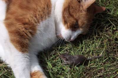 猫 鼠 图片 打猎 细心 猫眼 Katzenkopf 手表 玩