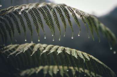 蕨类植物 叶子 树叶 绿色 绿化 郁郁葱葱 植被 植物 野生植物