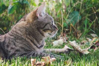 猫 户外的 虎斑猫 自然 草 户外 肖像 小猫 基蒂 老虎