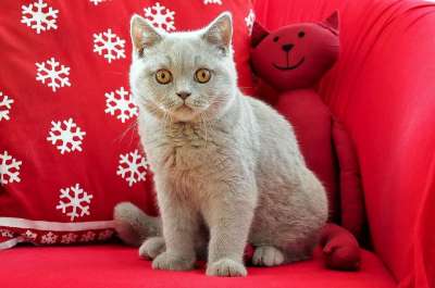 英国短毛猫 猫 宠物 猫科动物 动物 毛皮 基蒂 国内的