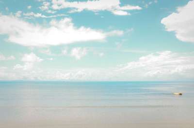 海 天空 狗 海滩 景观 户外的 地平线
