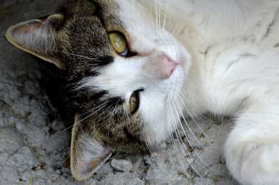 猫 动物 家畜 年轻的猫 好奇的 幼兽 生物 俏皮的 哺乳动物