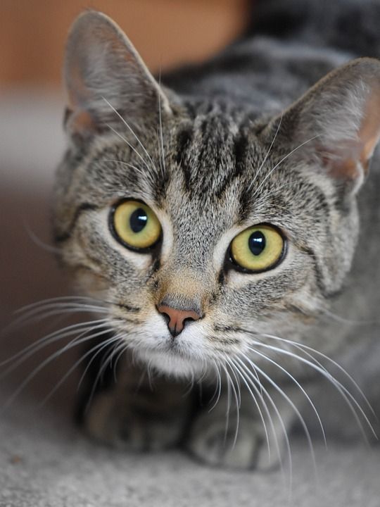 猫 猫肖像 猫眼 动物 猫脸 看法 家畜 鲭鱼 家猫 肖像
