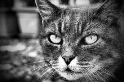 猫咪 动物医院 Bñ 灰色的 野生 肖像 哺乳动物 可爱的 小猫