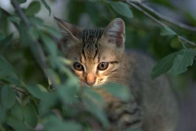 那只猫 小的 猫科动物 可爱的 动画 被驯服的 哺乳动物 甜的