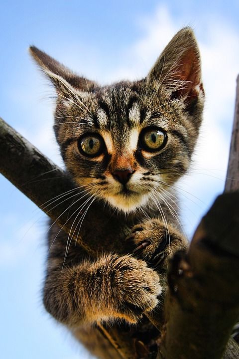 猫 小猫 宠物 黑白猫