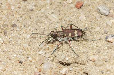 北方沙滩虎甲壳虫 Cicindela兰香牵牛 特写 沙 自然 昆虫