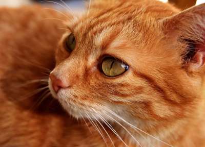 猫 鲭鱼 拍照 肖像 乐趣 红色的 大花猫 小猫 红猫 虎猫