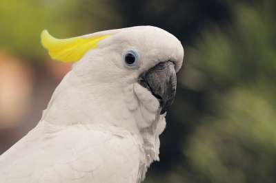 黄凤头鹦鹉 鹦鹉 鸟 Cacatuidae 动物 野生动物 波峰