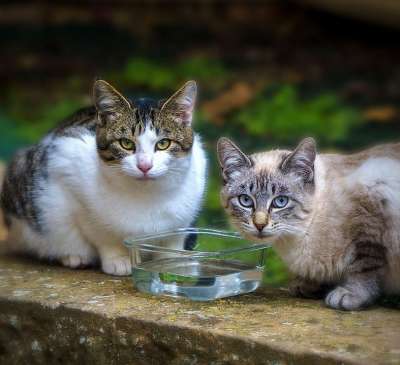 猫 宠物 动物 户外 国内的猫 猫科动物 哺乳动物 肖像