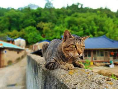 猫 动物 毛皮 老虎 危险 猫和 可爱的 友谊 狮子 山猫