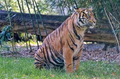 老虎 动物 动物园 大猫 条纹 捕食者 猫科动物 哺乳动物 自然