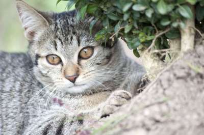 猫 动物 家猫 眼睛 猫肖像 可爱的 猫脸 老虎 蓬松的