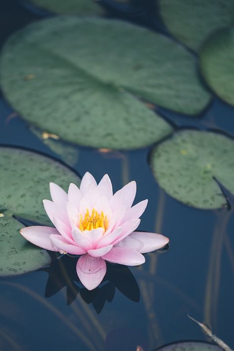 花 荷花 植物学 盛开 开花 水生植物 花瓣 生长 池塘