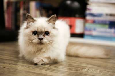 猫 宠物 基蒂 小猫