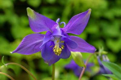 自然 植物 哥伦比亚 Aquilegia 毛茛 毛茛科 开花 花