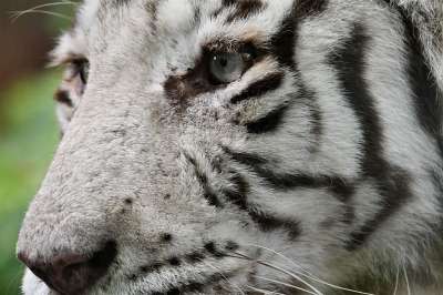 白色的老虎 白虎 老虎 猫科动物 动物 野生猫