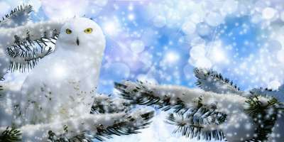 雪鸮 冷杉 雪 坐 猫头鹰 猛禽 鸟 动物 野生动物 动物世界