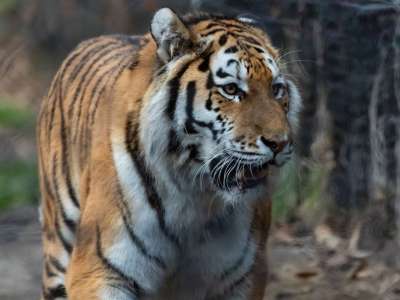 东北虎 老虎 捕食者 猎人 自然 动物 野生动物 危险的 条纹