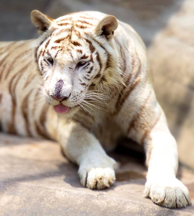 老虎 动物 白化老虎 动物园 大猫 条纹 猫科动物 哺乳动物