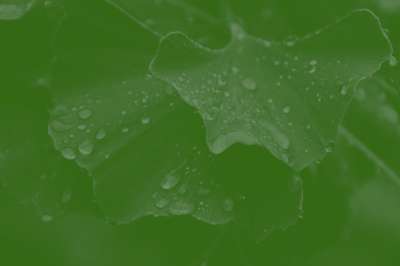高清壁纸 树叶 绿色 背景 雨滴 植物 模板 剪贴簿 数码纸