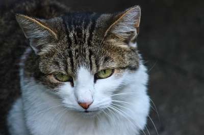 猫 家猫 小猫 家畜 潜伏 关闭 花园 猫脸 肖像 有条纹的