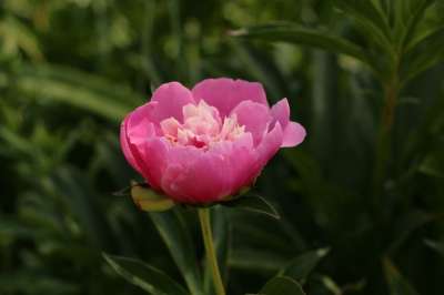 介子 花卉 布卢姆 工厂 美容 性质 玫瑰 花朵 浪漫的 爱