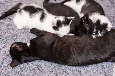 小猫 猫宝宝 年轻的猫 猫 偎 可爱的 动物 猫家族 幼兽