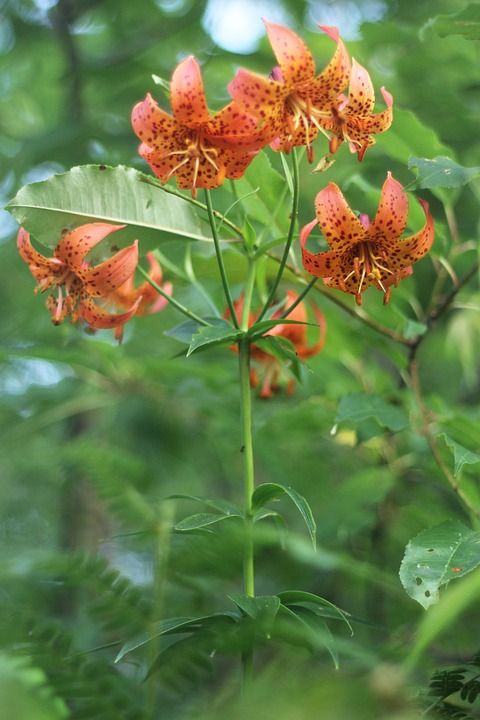 密歇根州 百合 老虎 橙色的 斑 花 花的 植物 特写 自然