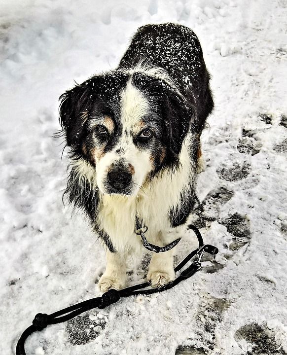 狗 雪 澳大利亚谢泼德 黑棕色白色 粗鲁的 高级 家畜 冬天