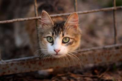 那只猫 猫似的 有色 动物 看 美丽