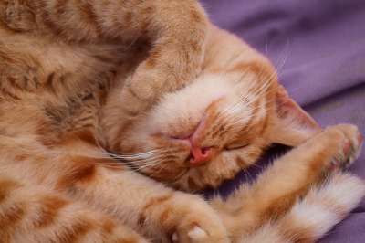 猫 红色的 睡觉 家猫 小猫 鲭鱼 可爱的 猫脸 舒适 跟进