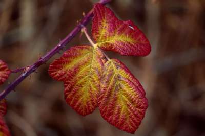 黑莓叶 秋色 Rubus 部分 Rubus 落下 树叶 秋叶 自然