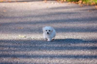 狗 小狗 动物 幼兽 家畜 马耳他语 白色的 年轻的狗 移动