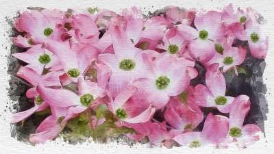 萸 花朵 绘画 粉红色的花朵 花 绽放 开花 花卉 水彩