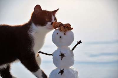 猫 小猫 雪人 五 年轻的猫 动物 家猫 猫科动物 哺乳动物