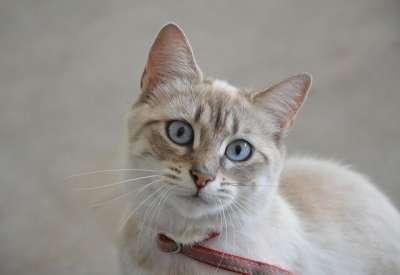 猫 看 蓝眼睛 家畜 猫科动物 驯化 肖像 猫看 头
