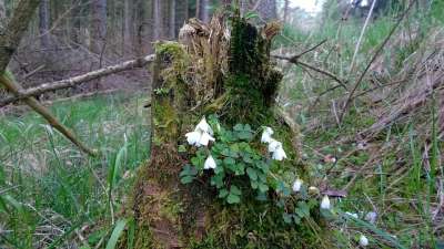 木海葵 树桩 烂 苔藓 森林 花 根