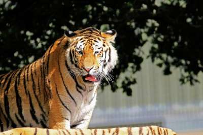 老虎 大猫 大 猫 动物 野生动物 哺乳动物 食肉动物 危险