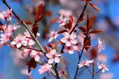 樱花 观赏樱桃 花 树 日本人 春天 早期的纰漏