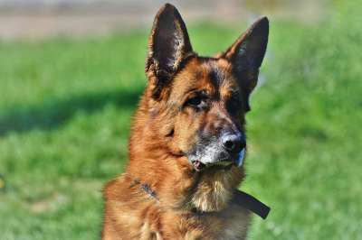 牧羊犬 德国牧羊犬 老德国牧羊犬 狗 鼻子 头 坐 看门狗