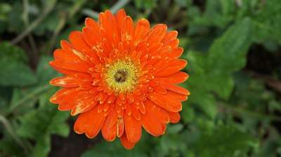 非洲菊 雏菊 花 红色的 一束花朵 盛开 植物 绿色 橙色的