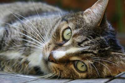 猫眼 晶须 家畜 猫脸 Katzenkopf 毛皮 关闭 鲭鱼