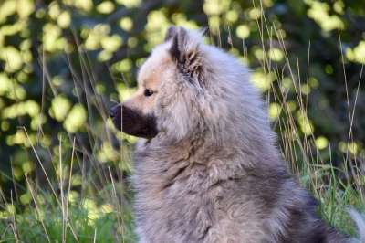 狗 宠物 动物 犬类 哺乳动物 欧式黑色面具 欧洲奥拉夫 欧亚男性