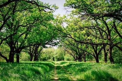 乌克兰 森林 树木 景观 夏天 小路 草地 原野 春天 自然