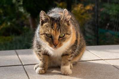 猫 动物 宠物 小猫 印花布猫 猫科动物 脸 国内的 可爱的