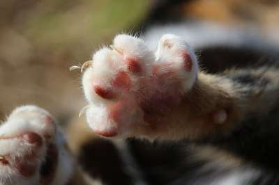 猫 幸运猫 家猫 三色 爪子